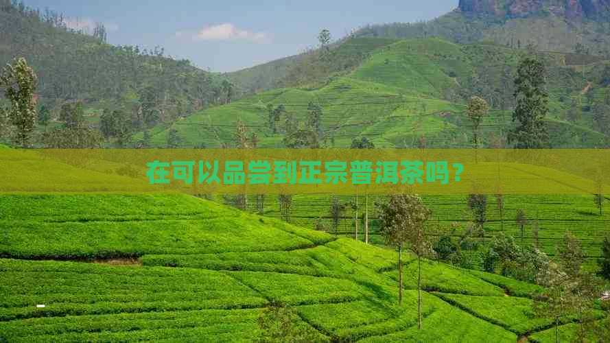 在可以品尝到正宗普洱茶吗？