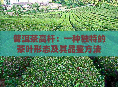 普洱茶高杆：一种独特的茶叶形态及其品鉴方法