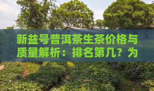 新益号普洱茶生茶价格与质量解析：排名第几？为何便宜？