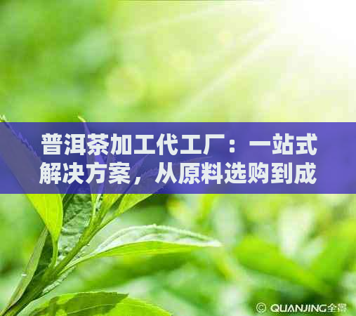 普洱茶加工代工厂：一站式解决方案，从原料选购到成品定制