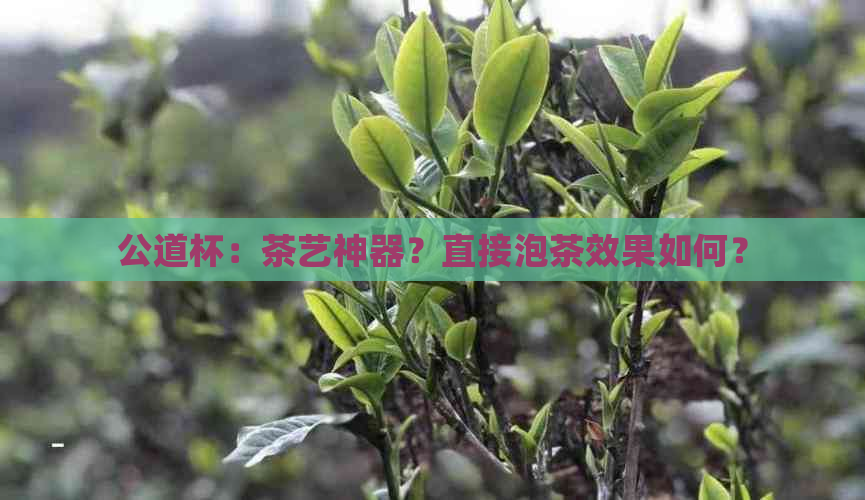 公道杯：茶艺神器？直接泡茶效果如何？