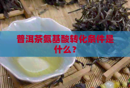 普洱茶氨基酸转化条件是什么？