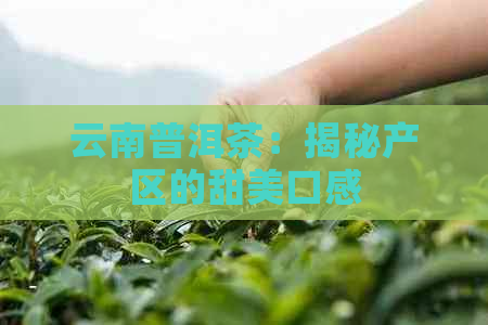 云南普洱茶：揭秘产区的甜美口感