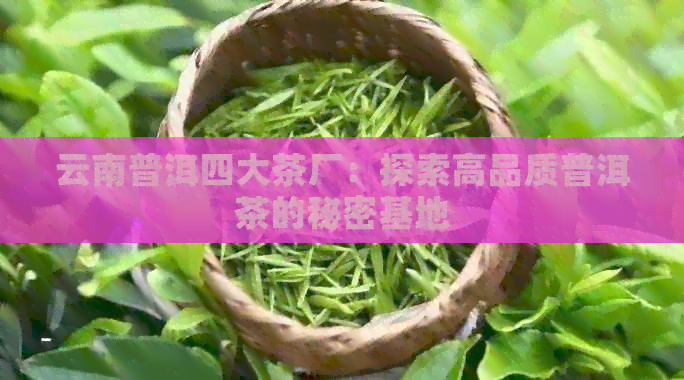 云南普洱四大茶厂：探索高品质普洱茶的秘密基地