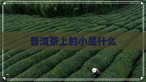 普洱茶上的小是什么