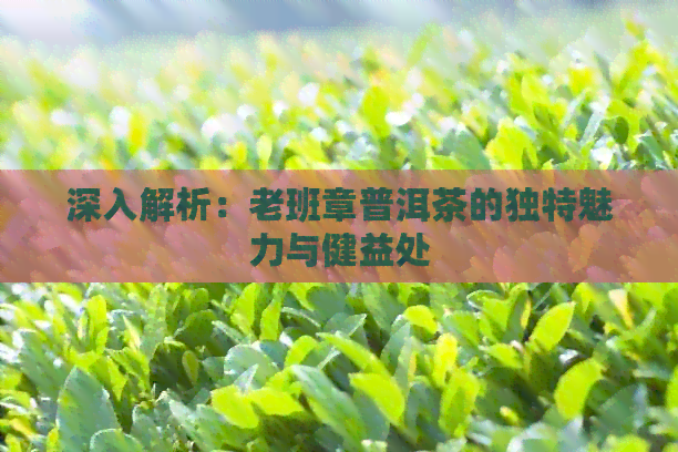 深入解析：老班章普洱茶的独特魅力与健益处