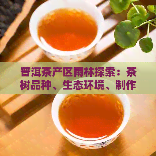 普洱茶产区雨林探索：茶树品种、生态环境、制作工艺及品鉴全解析