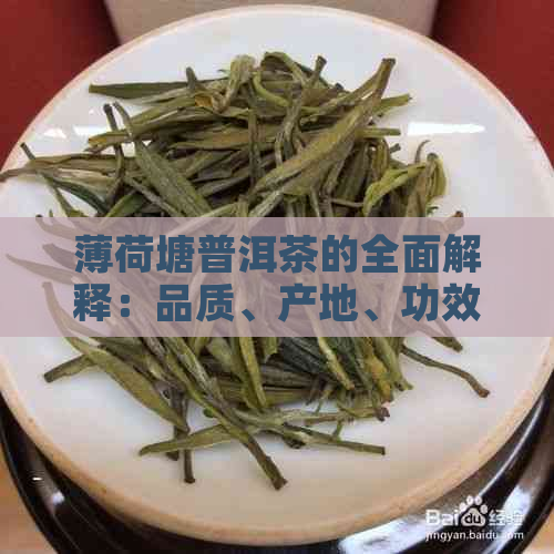 薄荷塘普洱茶的全面解释：品质、产地、功效、泡法与品鉴攻略