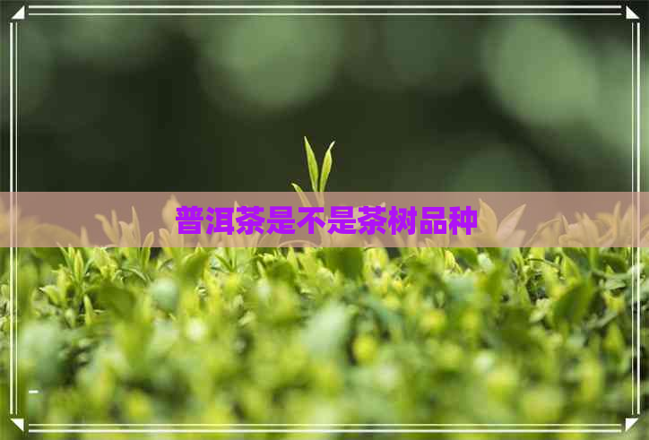 普洱茶是不是茶树品种