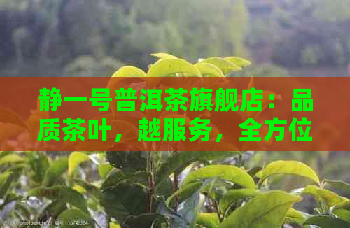 静一号普洱茶旗舰店：品质茶叶，越服务，全方位解析普洱茶知识与品鉴技巧