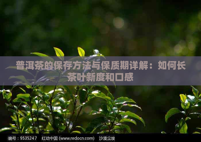 普洱茶的保存方法与保质期详解：如何长茶叶新度和口感