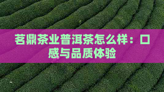 茗鼎茶业普洱茶怎么样：口感与品质体验