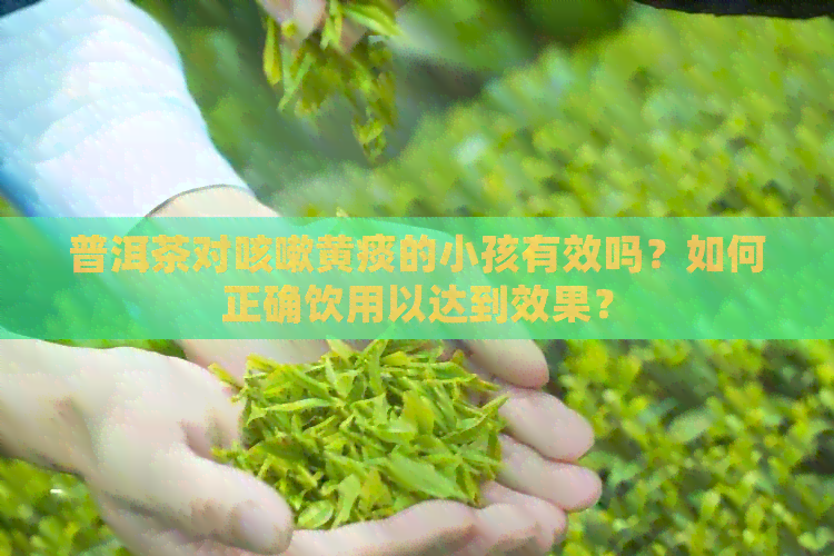 普洱茶对咳嗽黄痰的小孩有效吗？如何正确饮用以达到效果？