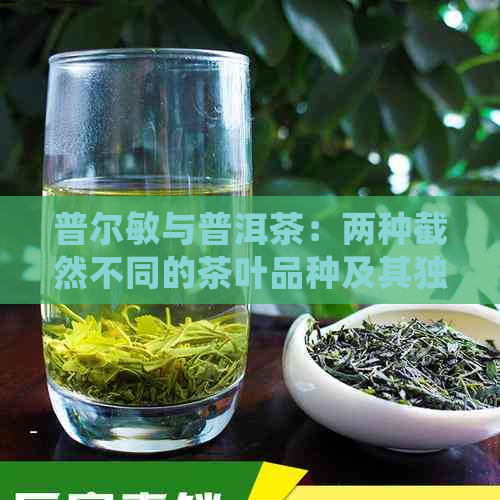 普尔敏与普洱茶：两种截然不同的茶叶品种及其独特之处