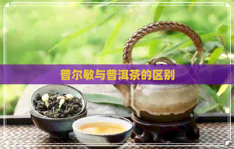 普尔敏与普洱茶的区别