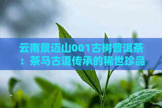 云南景迈山001古树普洱茶：茶马古道传承的稀世珍品