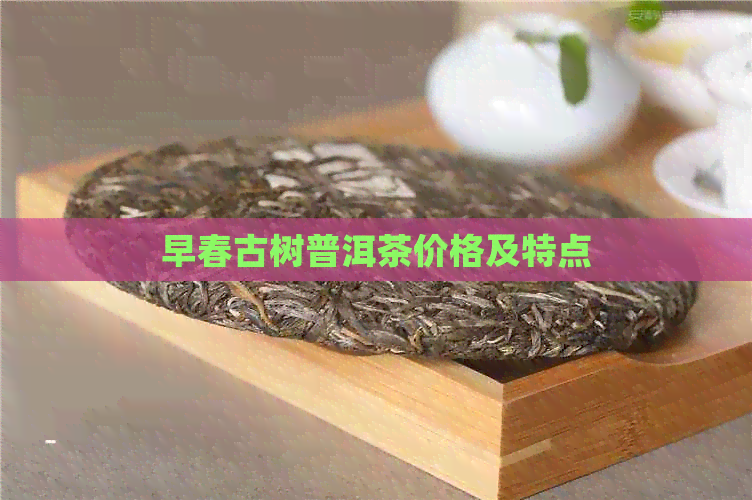 早春古树普洱茶价格及特点