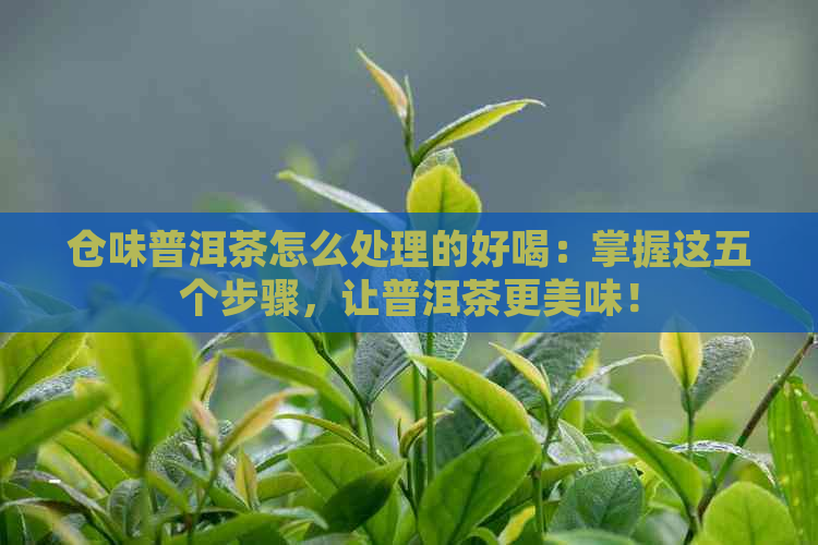 仓味普洱茶怎么处理的好喝：掌握这五个步骤，让普洱茶更美味！