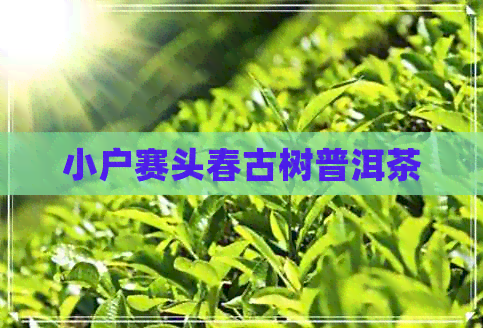 小户赛头春古树普洱茶