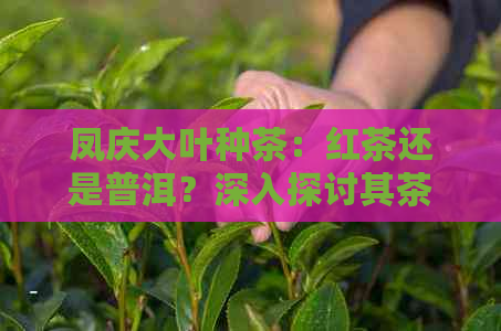 凤庆大叶种茶：红茶还是普洱？深入探讨其茶叶品种与风味特点