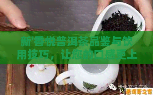 新'香悦普洱茶品鉴与饮用技巧，让您的口感更上一层楼！'