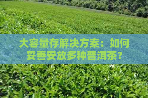 大容量存解决方案：如何妥善安放多种普洱茶？