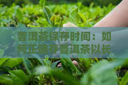 普洱茶保存时间：如何正确存普洱茶以长其保质期？