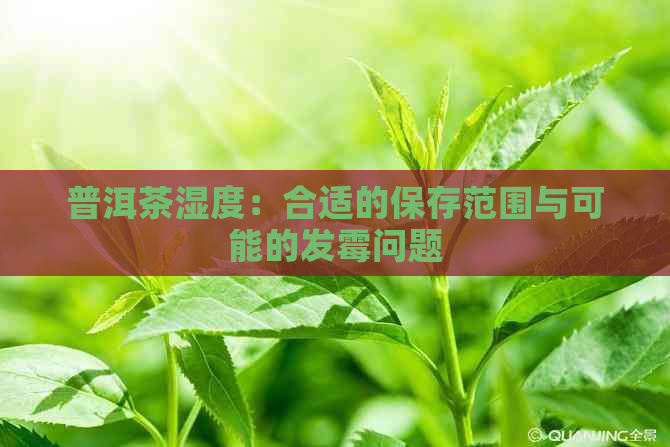 普洱茶湿度：合适的保存范围与可能的发霉问题