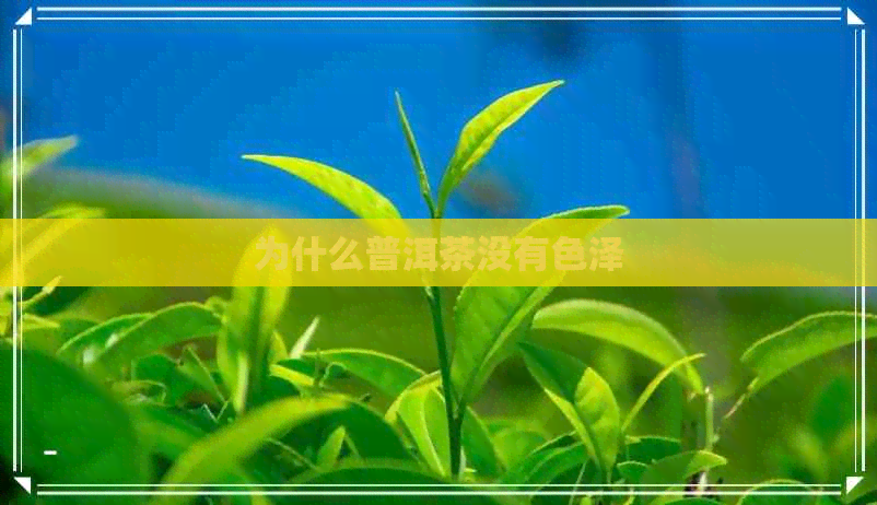 为什么普洱茶没有色泽