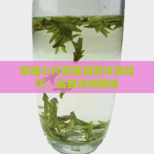 掌握小片茶普洱茶冲泡技巧，品尝古树韵味