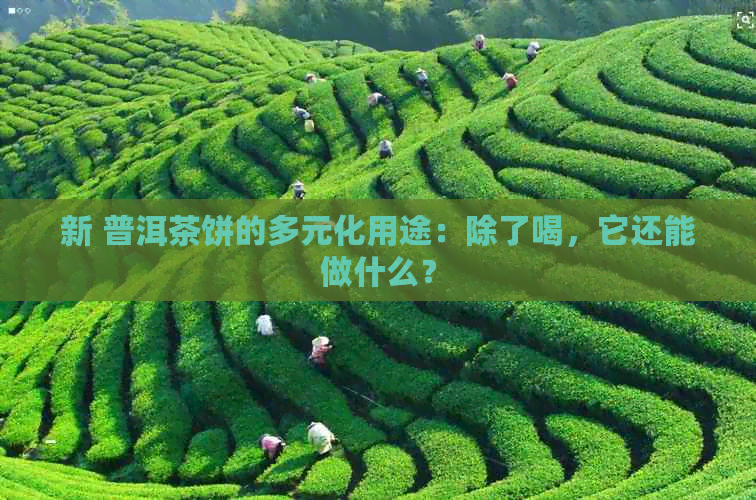 新 普洱茶饼的多元化用途：除了喝，它还能做什么？