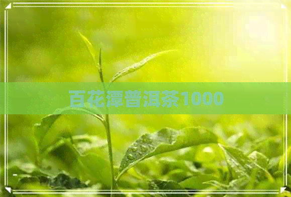 百花潭普洱茶1000