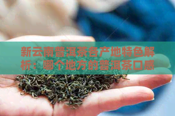 新云南普洱茶各产地特色解析：哪个地方的普洱茶口感？