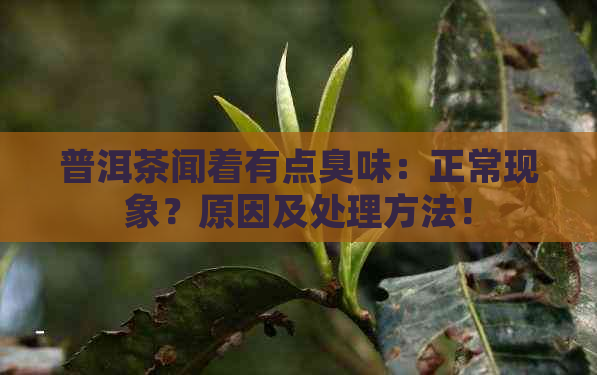 普洱茶闻着有点臭味：正常现象？原因及处理方法！