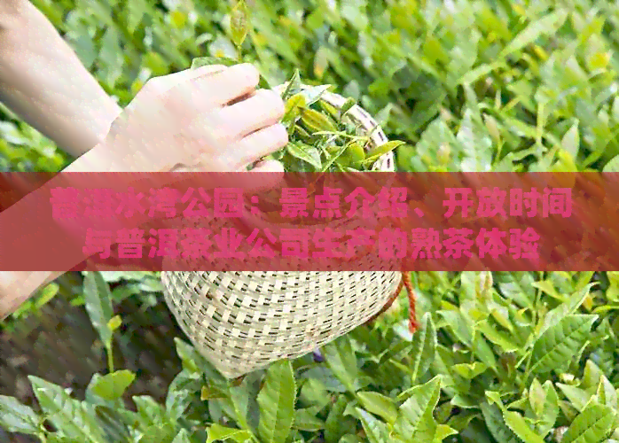 普洱水湾公园：景点介绍、开放时间与普洱茶业公司生产的熟茶体验