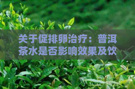 关于促排卵治疗：普洱茶水是否影响效果及饮用注意事项的全面解析