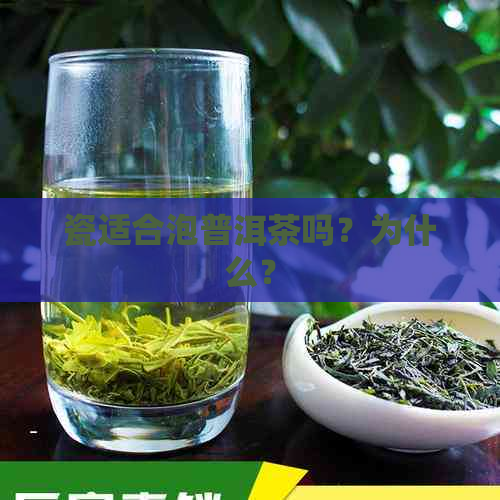 瓷适合泡普洱茶吗？为什么？