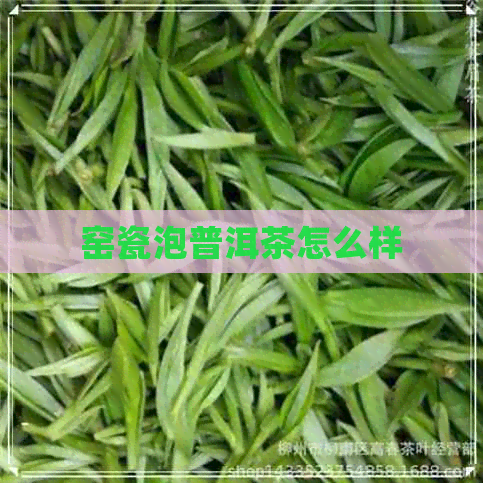 窑瓷泡普洱茶怎么样