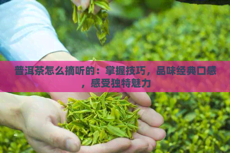 普洱茶怎么摘听的：掌握技巧，品味经典口感，感受独特魅力