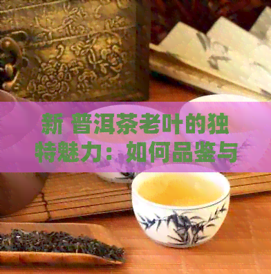 新 普洱茶老叶的独特魅力：如何品鉴与饮用使其更加美味