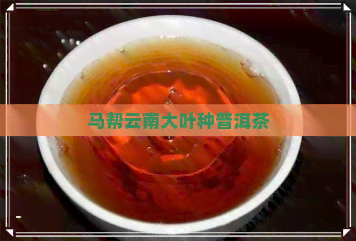 马帮云南大叶种普洱茶