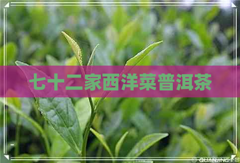 七十二家西洋菜普洱茶