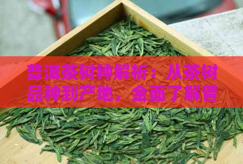 普洱茶树种解析：从茶树品种到产地，全面了解普洱茶的根源与特点