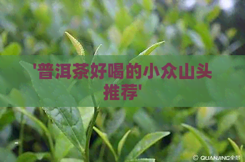 '普洱茶好喝的小众山头推荐'