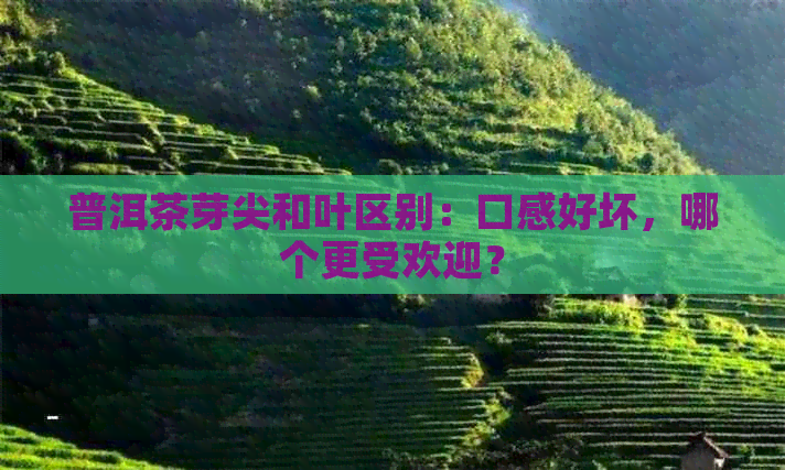 普洱茶芽尖和叶区别：口感好坏，哪个更受欢迎？