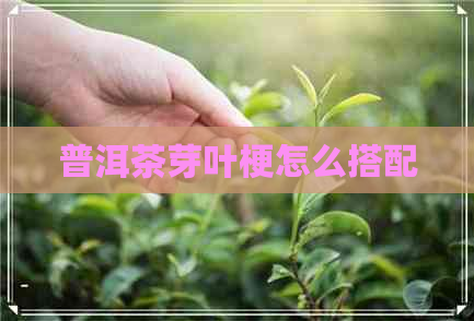 普洱茶芽叶梗怎么搭配