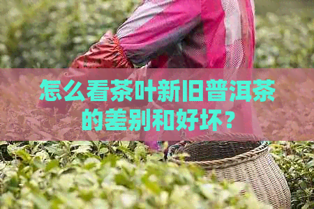 怎么看茶叶新旧普洱茶的差别和好坏？