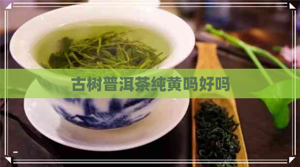 古树普洱茶纯黄吗好吗