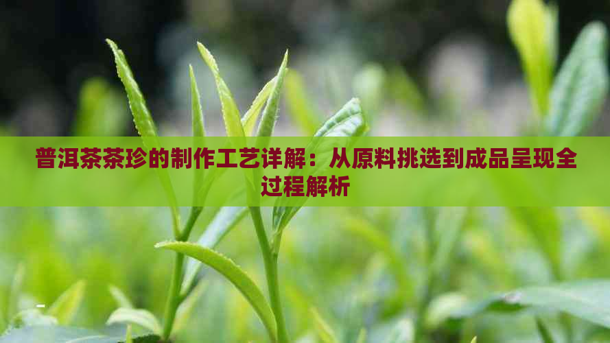 普洱茶茶珍的制作工艺详解：从原料挑选到成品呈现全过程解析