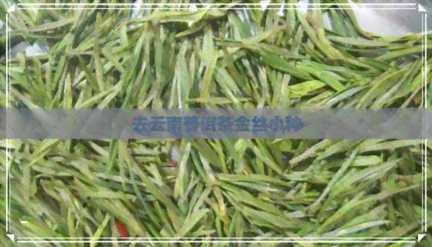 去云南普洱茶金丝小种